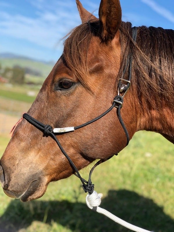 Best Ever Hook Rope Halter w/ 10' Lead - Best Ever Pads